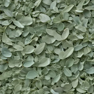 aesthetic sage green