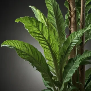 tobacco plant