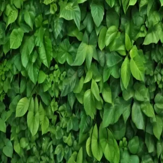 green leaves background