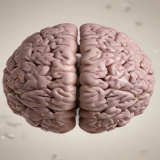 brain png