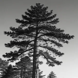 pine tree clip art black and white
