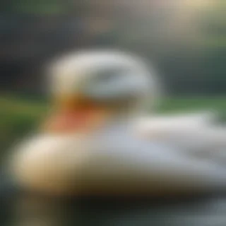 duck wallpapers