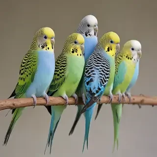 budgies