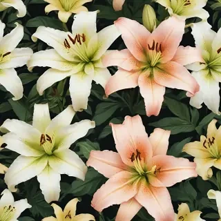 lily background