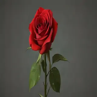 red rose.png