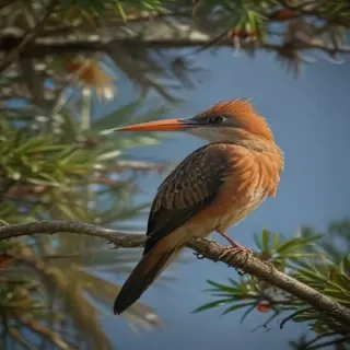 florida birds