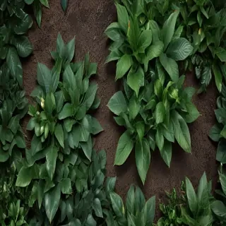zoom background plants