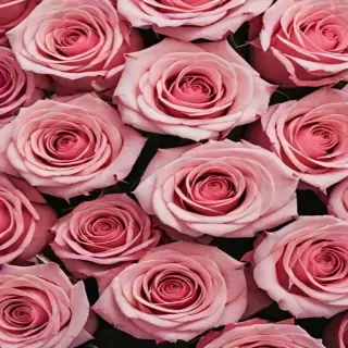 aesthetic rose background