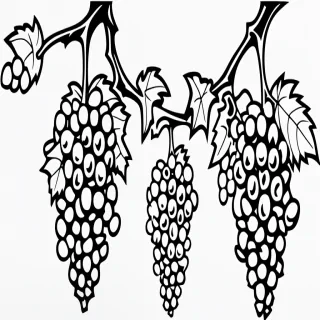 grapes clipart black and white