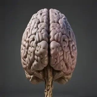 brain transparent background