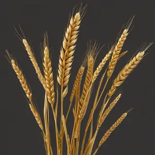 wheat png