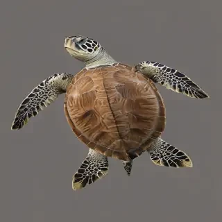 sea turtle png