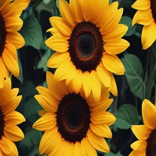 sunflower iphone background