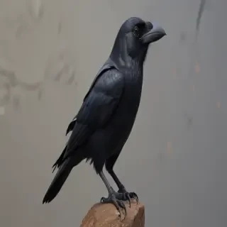 crow png