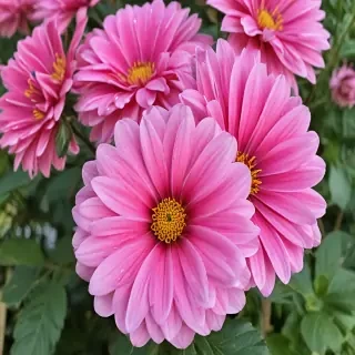 flower pictures