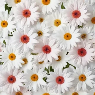 white background with flowers