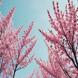 aesthetic spring wallpaper