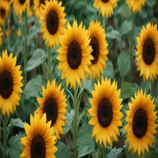 sunflower backgrounds aesthetic