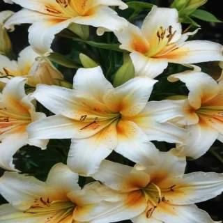lily background