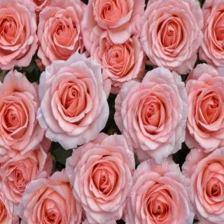 roses backgrounds