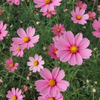 cosmos flower