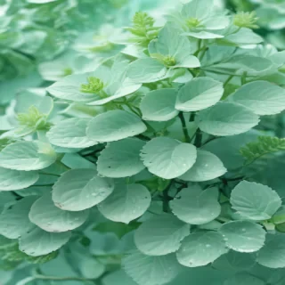 mint green background