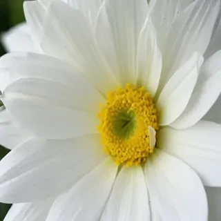 iphone white flower wallpaper