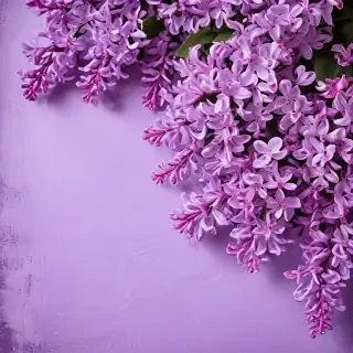 lilac background