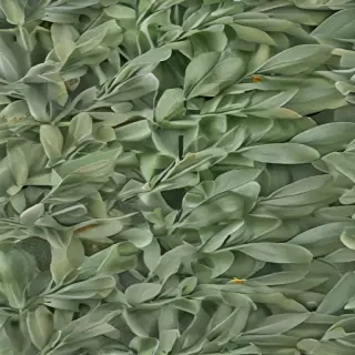 aesthetic sage green