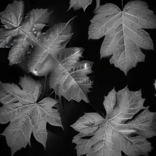 leaf images black and white