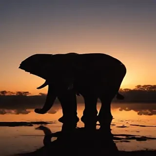 elephant silhouette