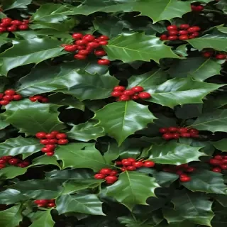 images of holly