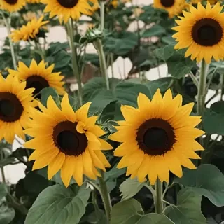 aesthetic sunflower