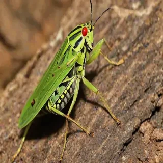locust bug