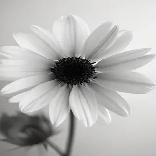 flower images black and white