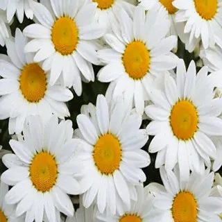 daisy background wallpaper