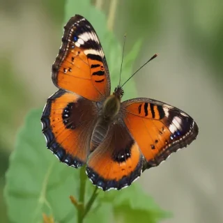 cute butterfly