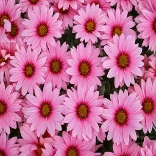 flower pictures