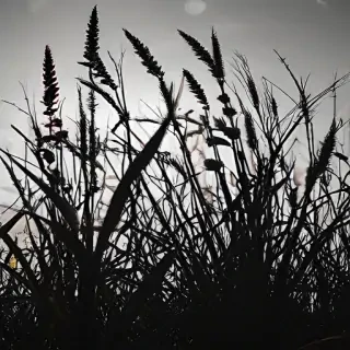 grass silhouette