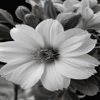 flower images black and white