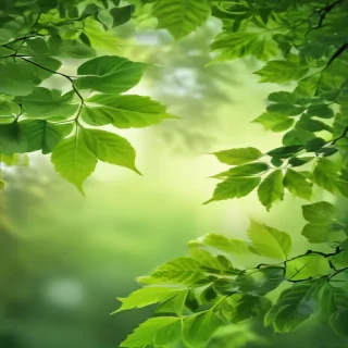 green leaves background