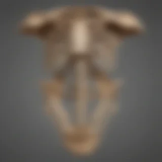 bones png
