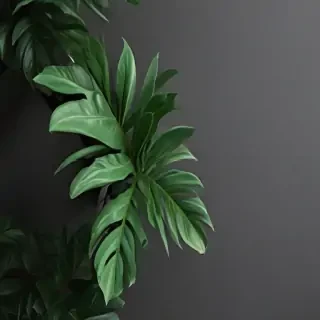plant phone wallpaper