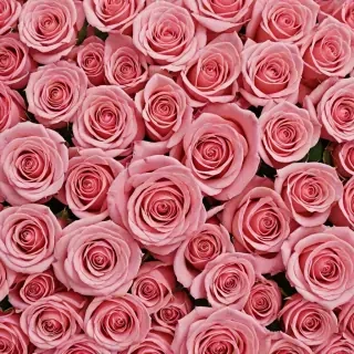 rose background wallpaper