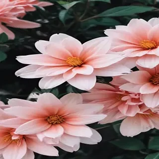 flower aesthetic wallpapers
