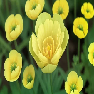 buttercup flower
