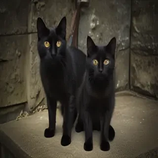 black cats