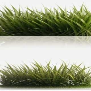 grass transparent background
