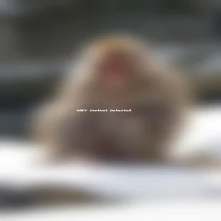 snow monkey
