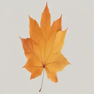 autumn leaf png
